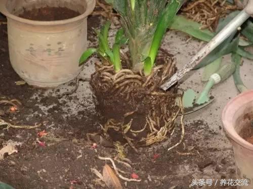 植物什么时候需要换盆，学会之后就没有养不好的花