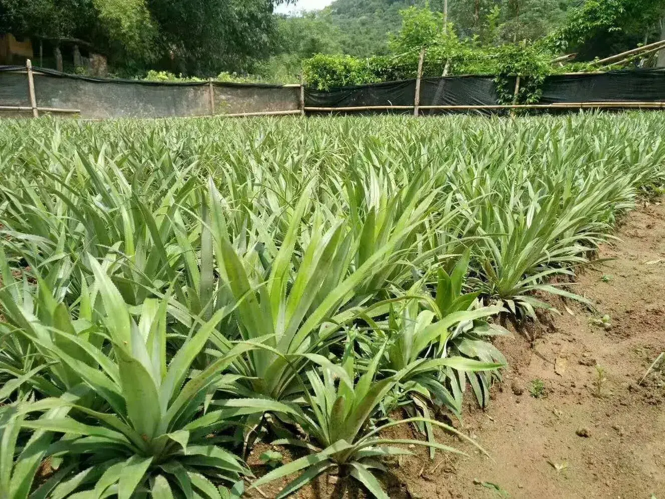 菠萝怎么去种植，才能长出来好的菠萝？