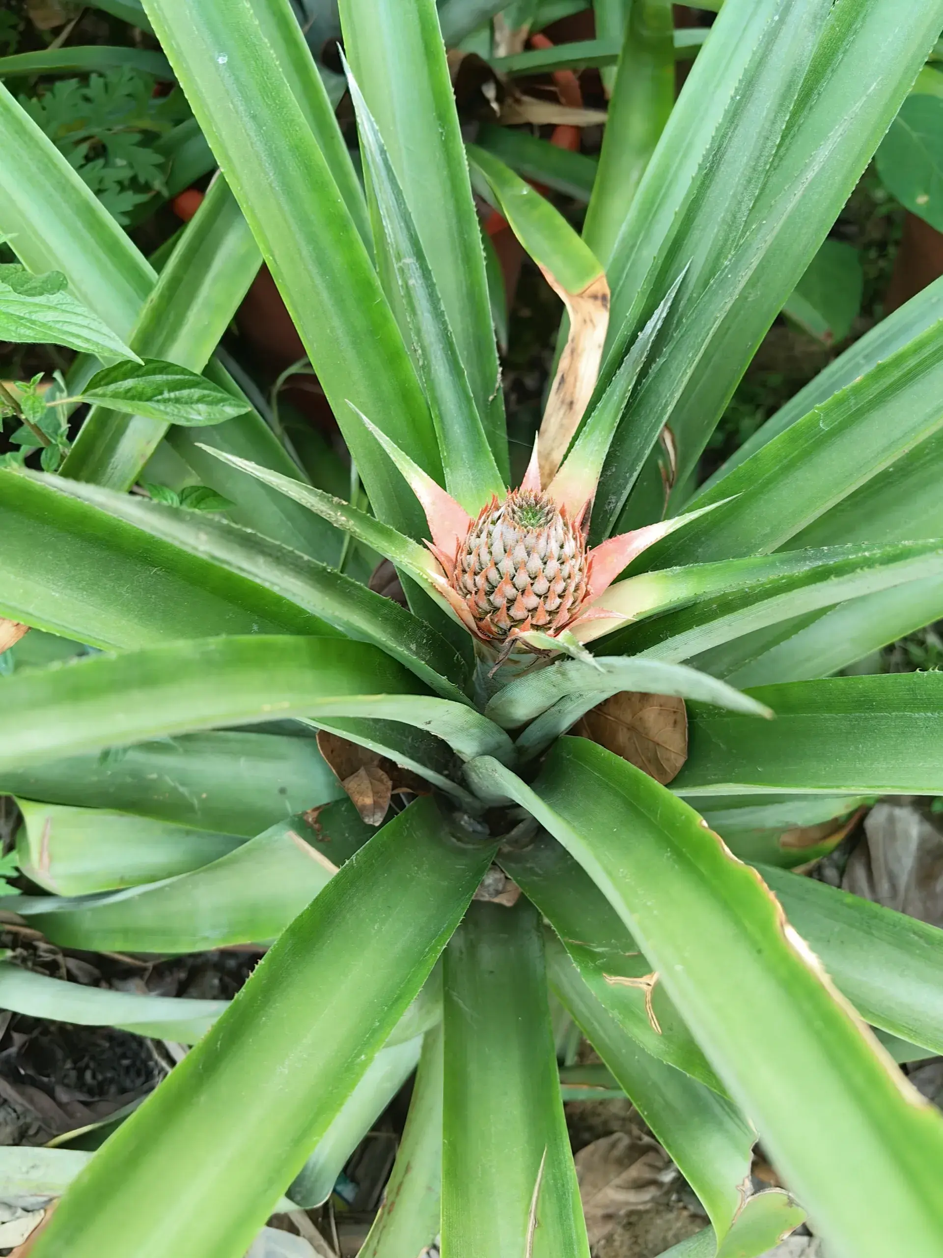 菠萝怎么去种植，才能长出来好的菠萝？