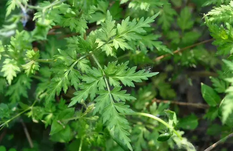 还亮草，别名还魂草