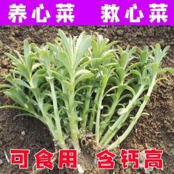 偶遇野菜三七