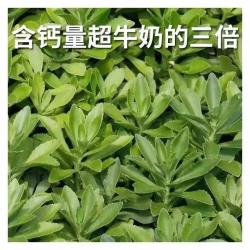 偶遇野菜三七