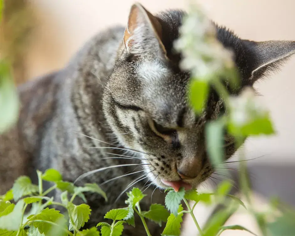 15种对猫狗无害的园林植物，让宠物们在家里院子里自由玩耍