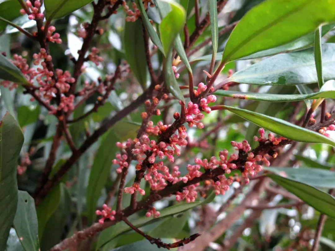 象山海边千奇百怪的滨海植物