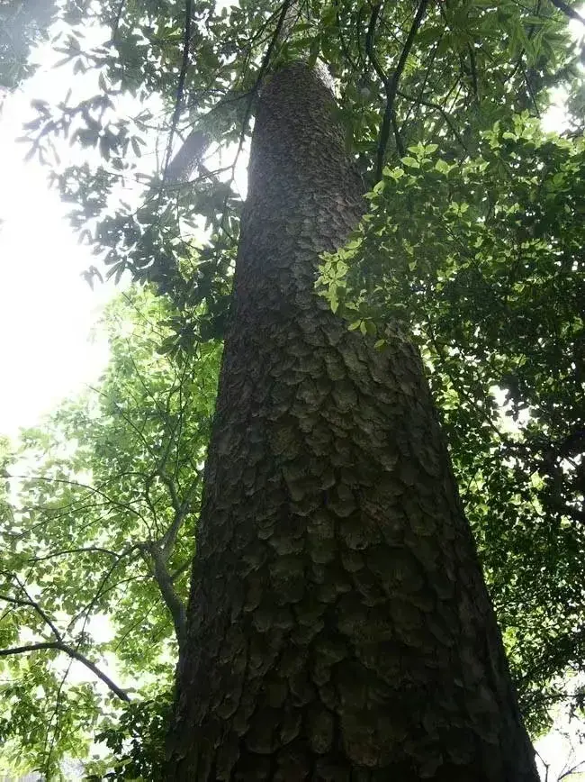 浙江省十大树王，你觉得哪一棵最美呢？