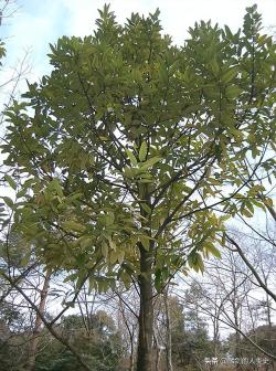 「植物界全系列」冬青目—冬青科