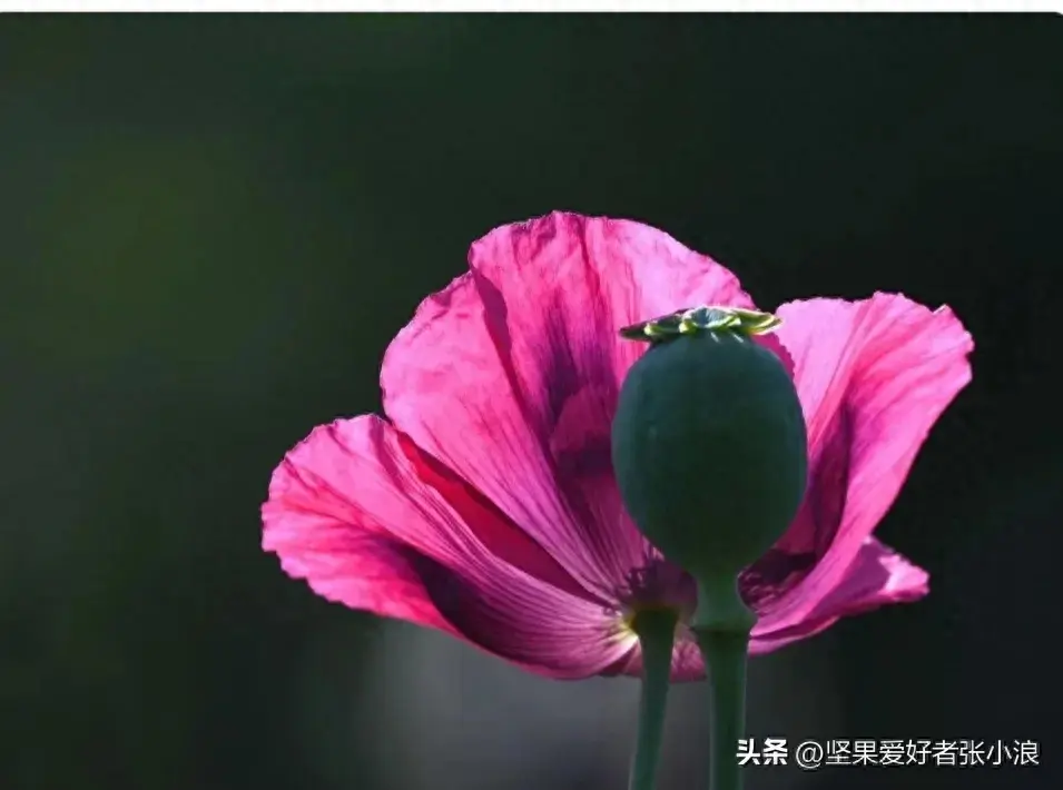 罂粟，植物毒品之王，国家强力管制，种一株也违法！