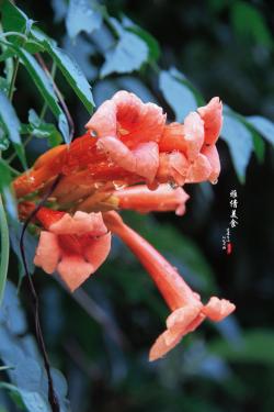 古人叫“苕”，俗称“堕胎花”，花大形如喇叭，可用来治疗皮肤病