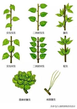 「景观」超全植物形态图解-珍藏版