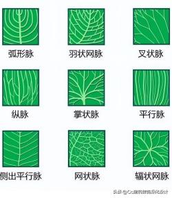 「景观」超全植物形态图解-珍藏版