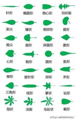 「景观」超全植物形态图解-珍藏版