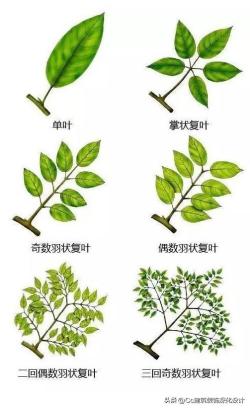 「景观」超全植物形态图解-珍藏版