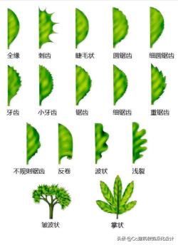 「景观」超全植物形态图解-珍藏版