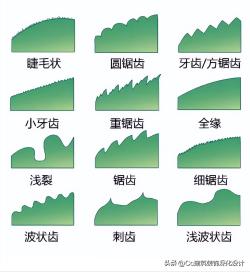 「景观」超全植物形态图解-珍藏版