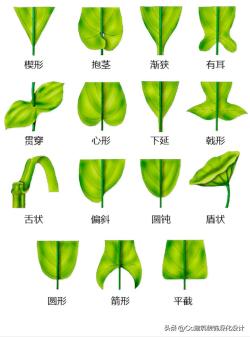 「景观」超全植物形态图解-珍藏版