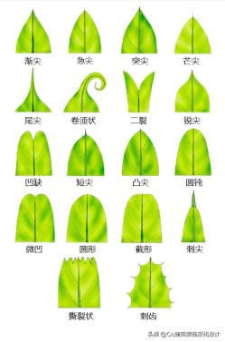 「景观」超全植物形态图解-珍藏版