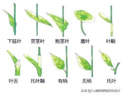 「景观」超全植物形态图解-珍藏版