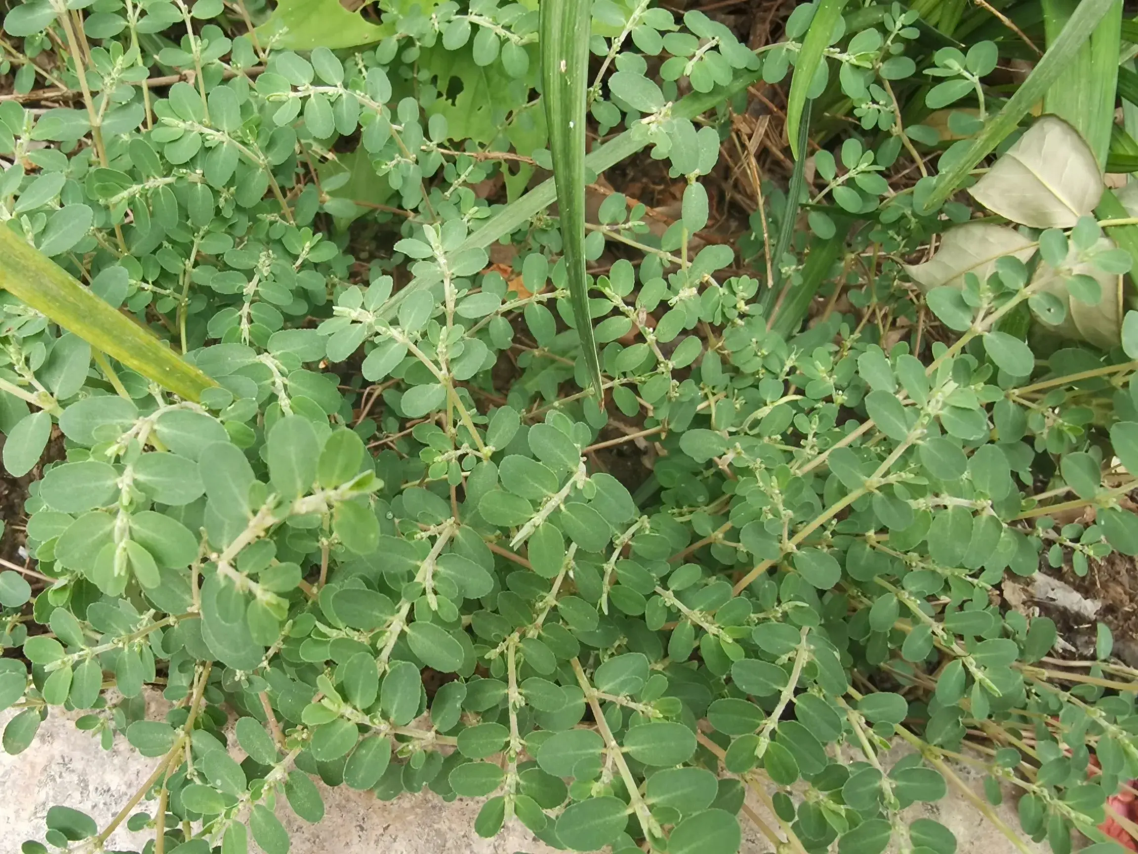 千根草不认识？平卧生长花朵簇生有乳白汁液的就是它，快去找吧