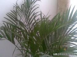 这4个观叶植物非常适合摆放在家里面，植株高大挺拔，毫无违和感