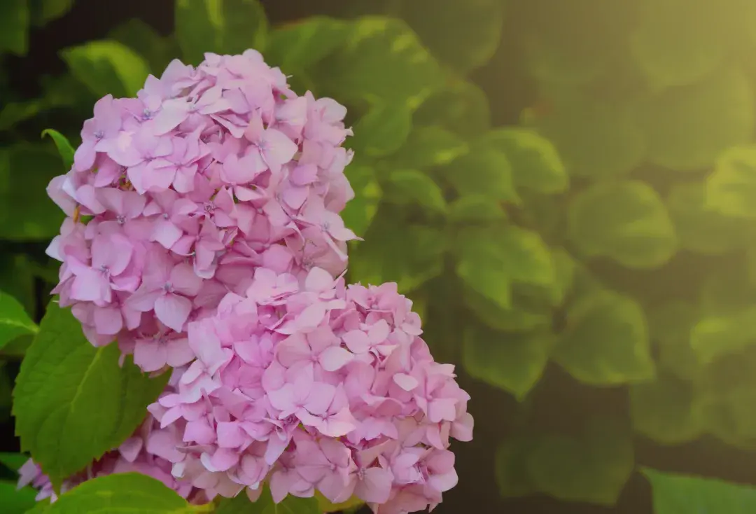 绣球花：一株也可成“花海”