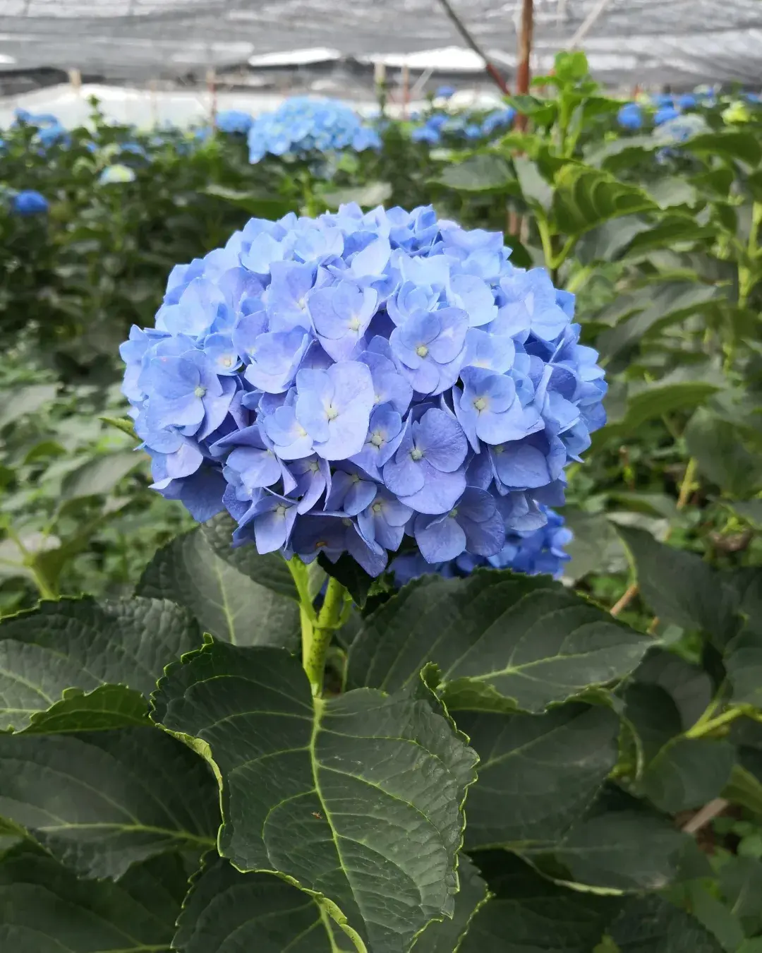 绣球花：一株也可成“花海”