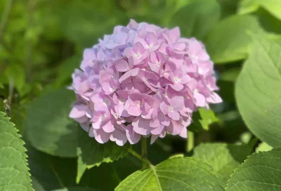 绣球花：一株也可成“花海”