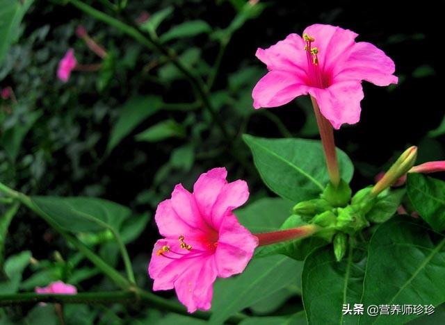 花像地雷，人称“地雷花”，根部价值高，是上好的煲汤料，了解下