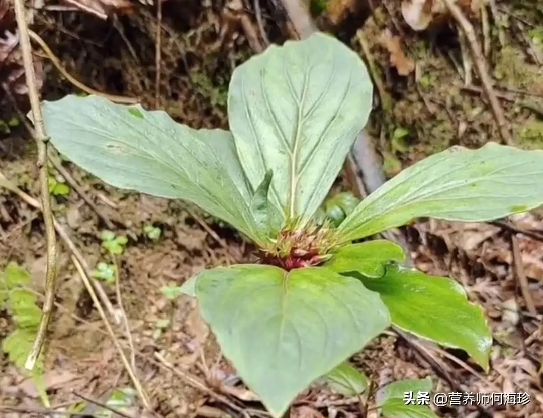 1种长得像雨伞的植物，人称“追风草”，懂的人都在找，极为珍贵