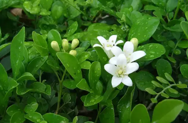 海南常见的40种树木介绍，涨见识了