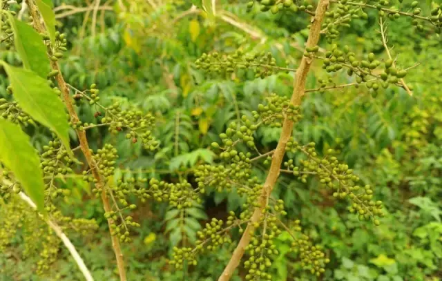 海南常见的40种树木介绍，涨见识了