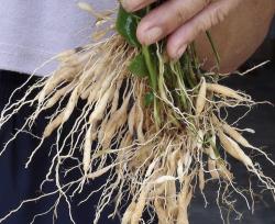 悬崖下，1种植物以往叫它“麦冬”，根茎椭圆形，珍贵、价值也高