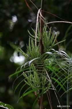 植物辨识｜竹茎椰子、富贵椰子、袖珍椰子和散尾葵的辨识区别