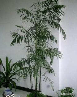 植物辨识｜竹茎椰子、富贵椰子、袖珍椰子和散尾葵的辨识区别