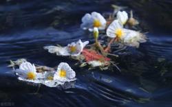 水性杨花，是菜、入药、供观赏，我国特有的国家二级保护植物