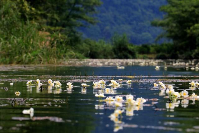 水性杨花，是菜、入药、供观赏，我国特有的国家二级保护植物