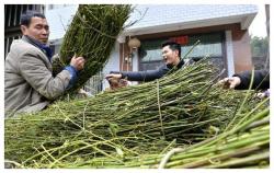 农村有种藤在坐月子时可能用到，现在有人种植卖钱，看到后请珍惜