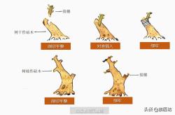 盆景新手取材技巧：繁殖技巧浅析，除了下山桩，你还可自育良材