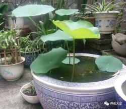 这10种花太好养，水可以随便浇，给足阳光就能疯长！