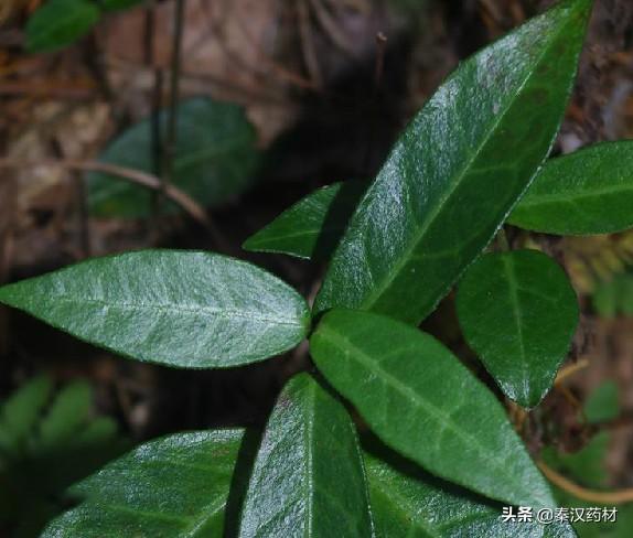 识花认草：络石