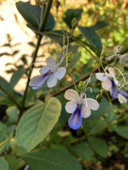 7种四季都可以养室内的开花植物，养花新手也可以尝试种几盆