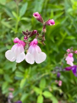 7种四季都可以养室内的开花植物，养花新手也可以尝试种几盆