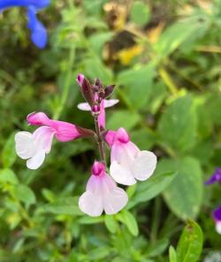 7种四季都可以养室内的开花植物，养花新手也可以尝试种几盆