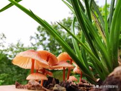 兰花叶片出现这种白点，不要当介壳虫，否则很快“光盆”