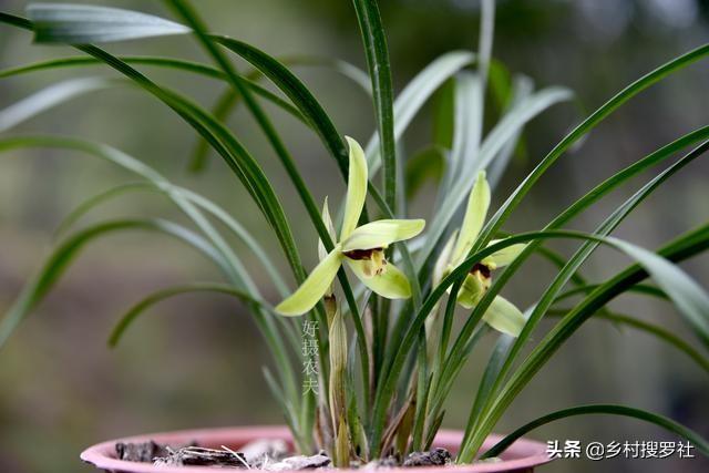 兰花叶片出现这种白点，不要当介壳虫，否则很快“光盆”