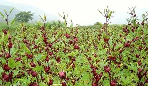 红桃K，原名玫瑰茄，别称洛神花