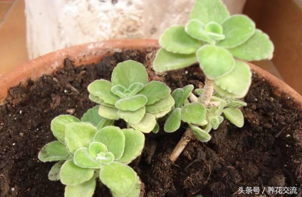 叶子肥厚得像多肉植物的碰碰香，碰到满手都是香味