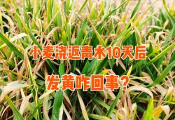 小麦浇了返青水，10天后叶片发黄咋回事？该如何补救？会减产吗？