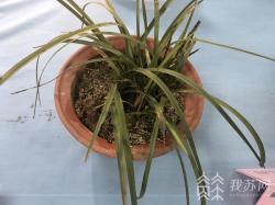 学以致用共筑美好生活 南京农业大学开展“植物医院”社区义诊