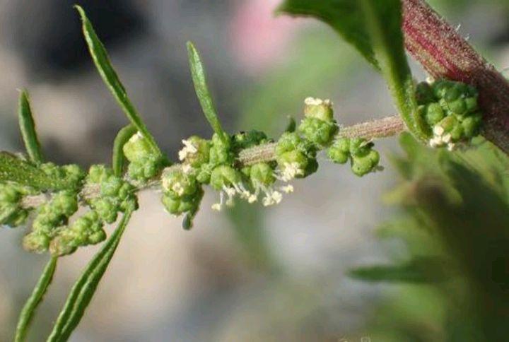 土荆芥是一种什么样的植物？