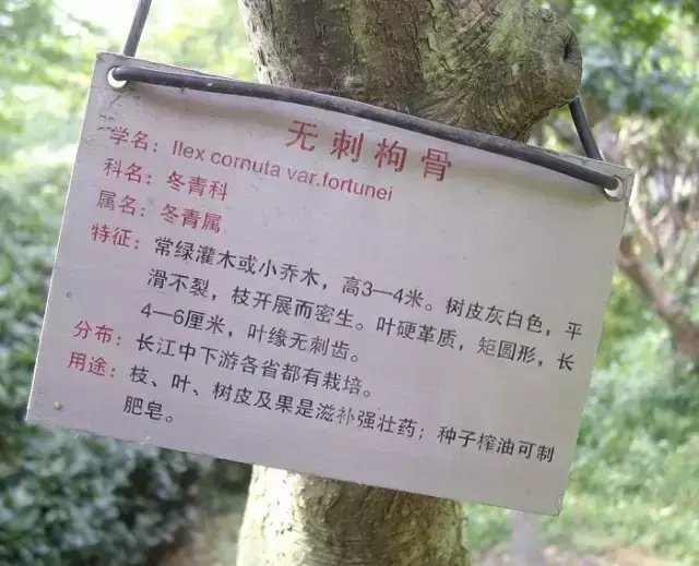 枸骨盆栽的艺术鉴赏及养护管理